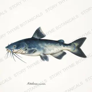 Channel Catfish — vintage botanical Trout & Stream print on a white background
