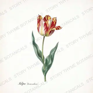 Zomerschoon — vintage botanical Heirloom Tulips print on a white background