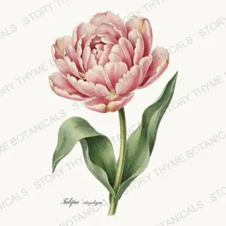 Angelique — vintage botanical Heirloom Tulips print on a white background