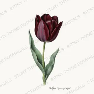 Queen of Night — vintage botanical Heirloom Tulips print on a white background