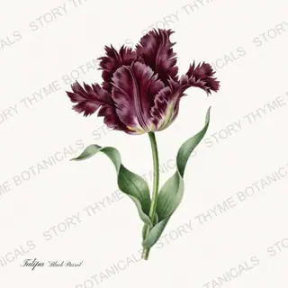 Black Parrot — vintage botanical Heirloom Tulips print on a white background