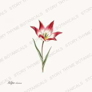 Tulipa Clusiana — vintage botanical Heirloom Tulips print on a white background