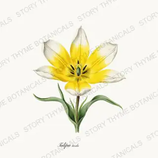Tulipa Tarda — vintage botanical Heirloom Tulips print on a white background