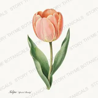 Apricot Beauty — vintage botanical Heirloom Tulips print on a white background
