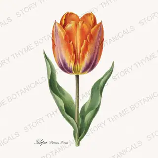 Prinses Irene — vintage botanical Heirloom Tulips print on a white background
