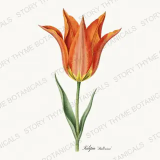 Ballerina — vintage botanical Heirloom Tulips print on a white background