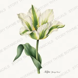 Spring Green — vintage botanical Heirloom Tulips print on a white background