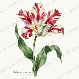 Estella Rijnveld — vintage botanical Heirloom Tulips print on a white background