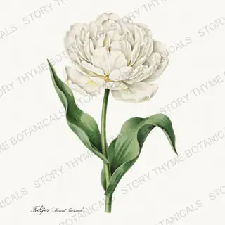 Mount Tacoma — vintage botanical Heirloom Tulips print on a white background