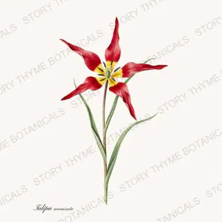 Tulipa Acuminata — vintage botanical Heirloom Tulips print on a white background