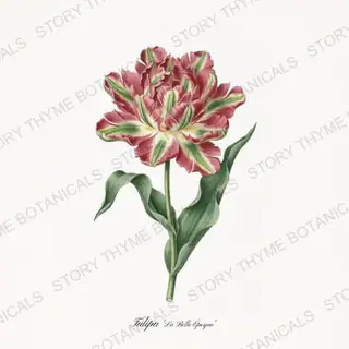 La Belle Epoque — vintage botanical Heirloom Tulips print on a white background