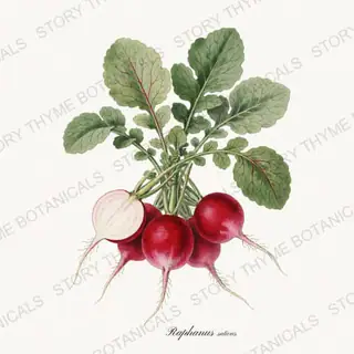 Radishes — vintage botanical Vegetables Vol. 1 print on a white background