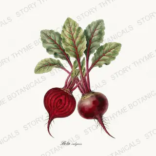 Beets — vintage botanical Vegetables Vol. 1 print on a white background