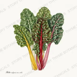 Rainbow Chard — vintage botanical Vegetables Vol. 1 print on a white background