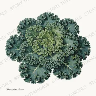 Kale — vintage botanical Vegetables Vol. 1 print on a white background