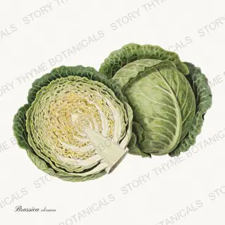 Cabbage — vintage botanical Vegetables Vol. 1 print on a white background