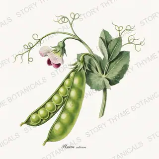 Peas — vintage botanical Vegetables Vol. 1 print on a white background