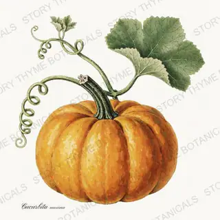 Pumpkin — vintage botanical Vegetables Vol. 1 print on a white background