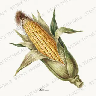 Sweet Corn — vintage botanical Vegetables Vol. 1 print on a white background