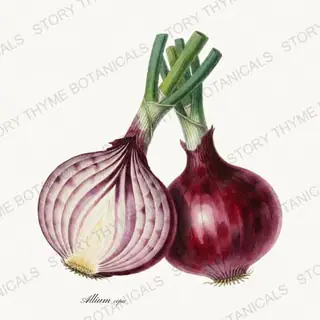 Red Onion — vintage botanical Vegetables Vol. 1 print on a white background