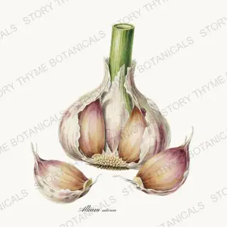 Garlic — vintage botanical Vegetables Vol. 1 print on a white background