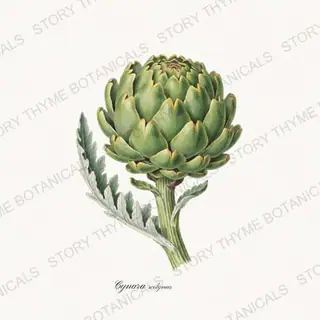 Artichoke — vintage botanical Vegetables Vol. 1 print on a white background