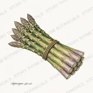 Asparagus — vintage botanical Vegetables Vol. 1 print on a white background