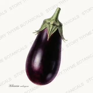 Eggplant — vintage botanical Vegetables Vol. 1 print on a white background