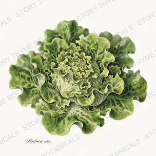 Lettuce — vintage botanical Vegetables Vol. 1 print on a white background