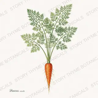 Carrot Plant — vintage botanical Vegetables Vol. 2 - In the Garden print on a white background