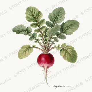 Radish Plant — vintage botanical Vegetables Vol. 2 - In the Garden print on a white background