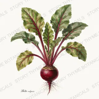 Beet Plant — vintage botanical Vegetables Vol. 2 - In the Garden print on a white background