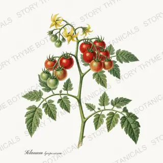 Tomato Vine — vintage botanical Vegetables Vol. 2 - In the Garden print on a white background