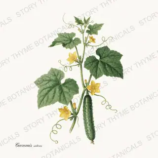 Cucumber Vine — vintage botanical Vegetables Vol. 2 - In the Garden print on a white background