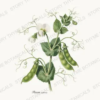 Pea Vine — vintage botanical Vegetables Vol. 2 - In the Garden print on a white background