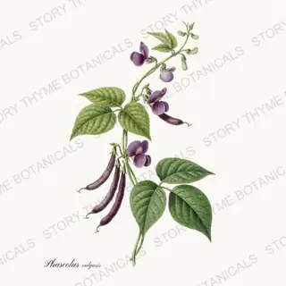 Bean Vine — vintage botanical Vegetables Vol. 2 - In the Garden print on a white background