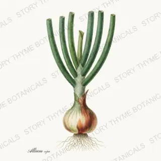 Onion Plant — vintage botanical Vegetables Vol. 2 - In the Garden print on a white background