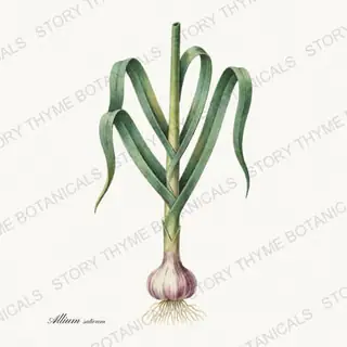 Garlic Plant — vintage botanical Vegetables Vol. 2 - In the Garden print on a white background