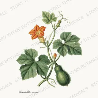 Pumpkin Vine — vintage botanical Vegetables Vol. 2 - In the Garden print on a white background