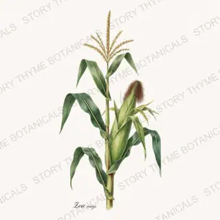 Corn Stalk — vintage botanical Vegetables Vol. 2 - In the Garden print on a white background
