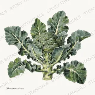 Broccoli Plant — vintage botanical Vegetables Vol. 2 - In the Garden print on a white background