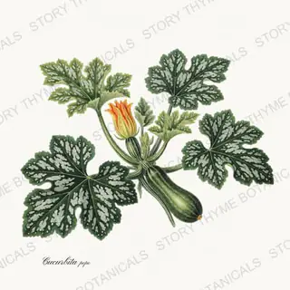 Zucchini Plant — vintage botanical Vegetables Vol. 2 - In the Garden print on a white background