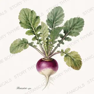 Turnip Plant — vintage botanical Vegetables Vol. 2 - In the Garden print on a white background