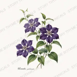 Clematis — vintage botanical Vines & Climbers print on a white background