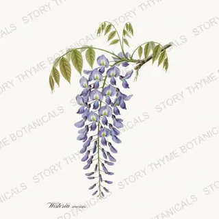 Wisteria — vintage botanical Vines & Climbers print on a white background