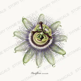 Passionflower — vintage botanical Vines & Climbers print on a white background