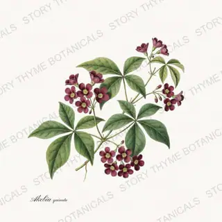 Chocolate Vine — vintage botanical Vines & Climbers print on a white background