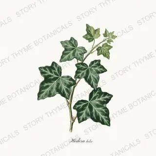 English Ivy — vintage botanical Vines & Climbers print on a white background