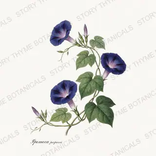 Morning Glory — vintage botanical Vines & Climbers print on a white background