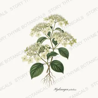 Climbing Hydrangea — vintage botanical Vines & Climbers print on a white background